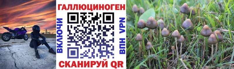 купить наркотики цена Фрязино Галлюциногенные грибы Psilocybe